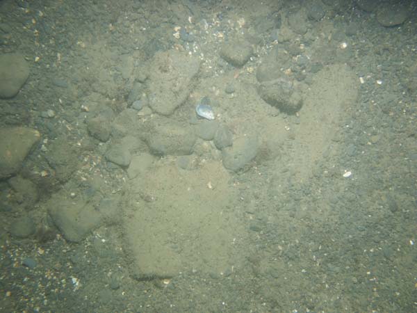 Image of sea bottom photo.