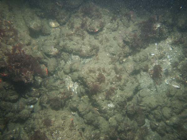 Image of sea bottom photo.