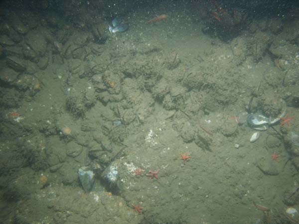 Image of sea bottom photo.