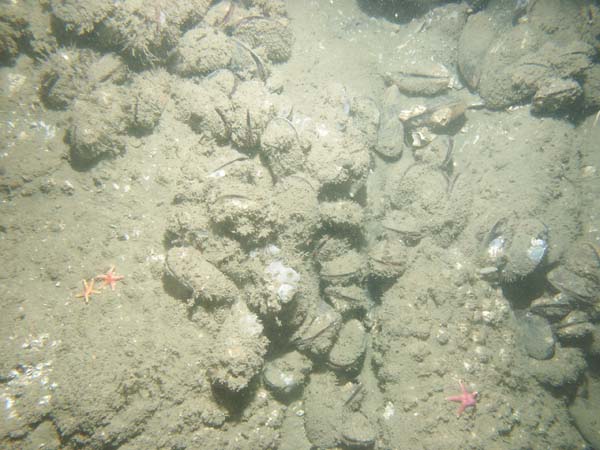 Image of sea bottom photo.