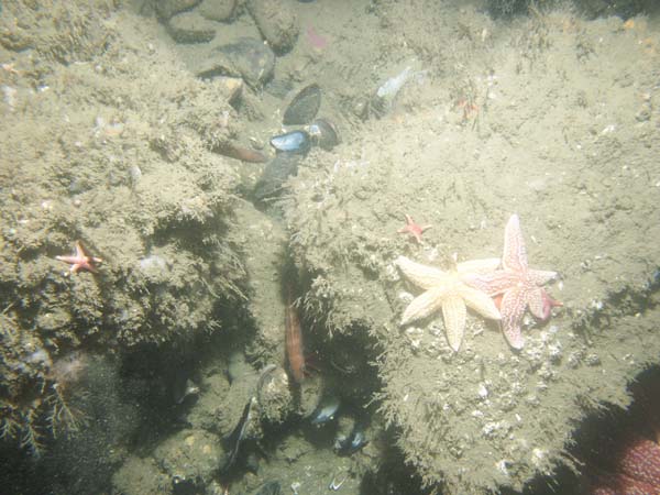 Image of sea bottom photo.