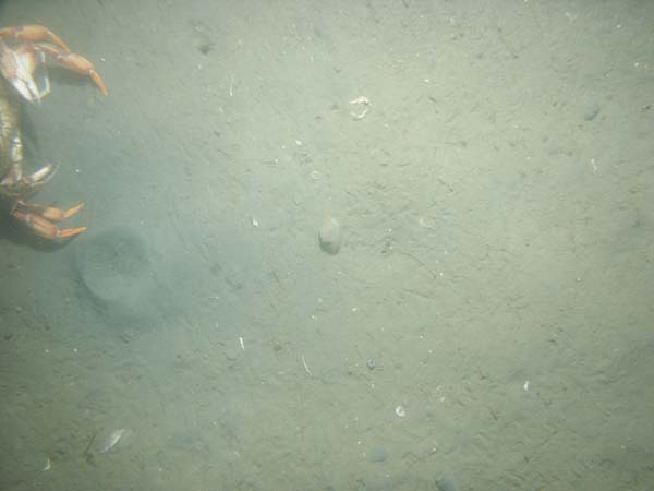 Image of sea bottom photo.