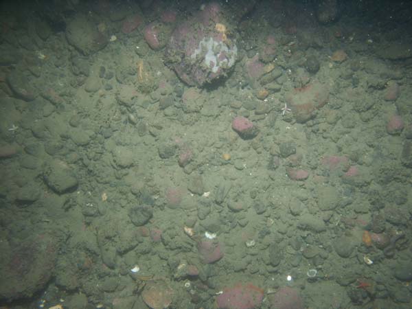 Image of sea bottom photo.