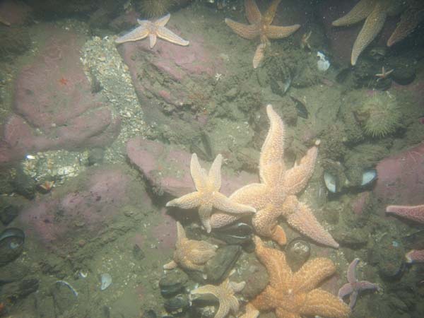 Image of sea bottom photo.