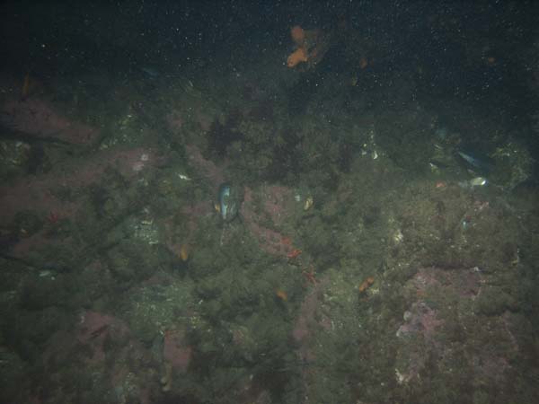 Image of sea bottom photo.