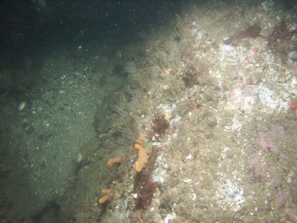 Image of sea bottom photo.