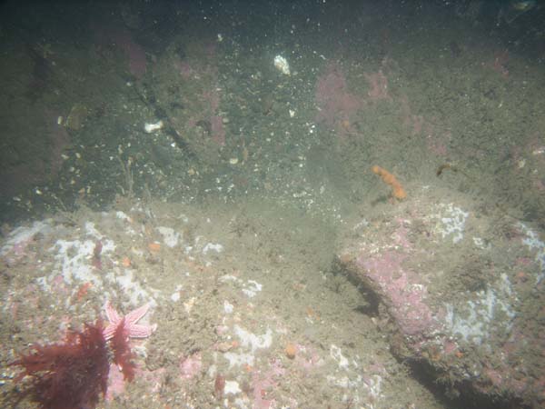 Image of sea bottom photo.