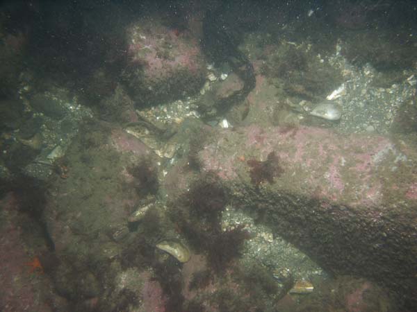 Image of sea bottom photo.