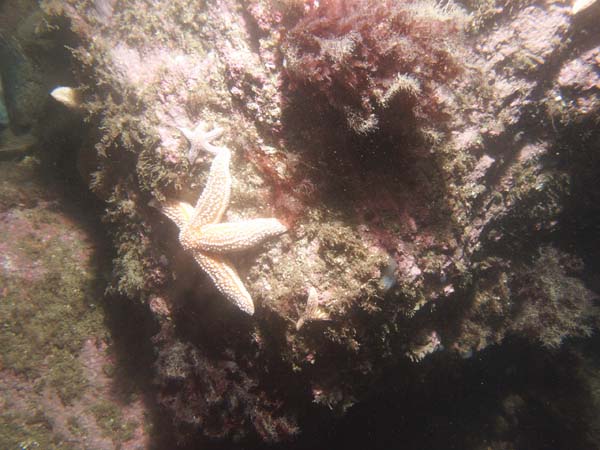 Image of sea bottom photo.