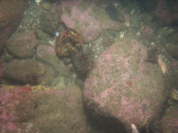 Image of sea bottom photo.