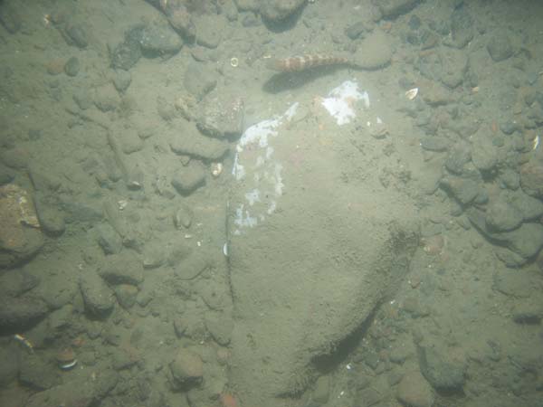 Image of sea bottom photo.