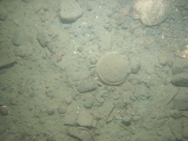 Image of sea bottom photo.