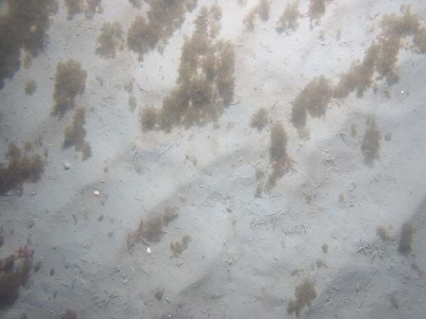 Image of sea bottom photo.