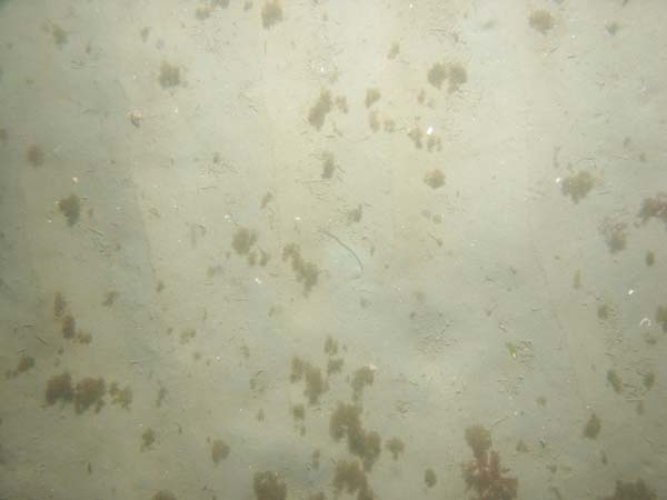 Image of sea bottom photo.