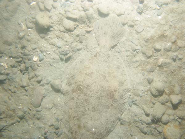 Image of sea bottom photo.