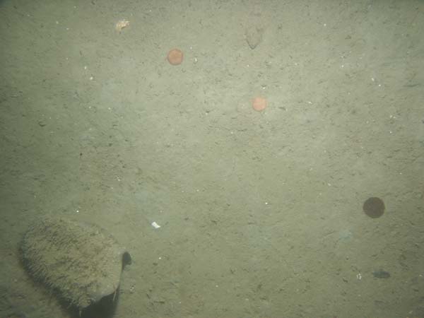 Image of sea bottom photo.