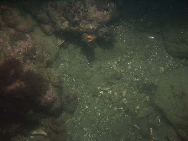 Image of sea bottom photo.