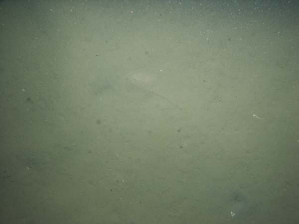 Image of sea bottom photo.