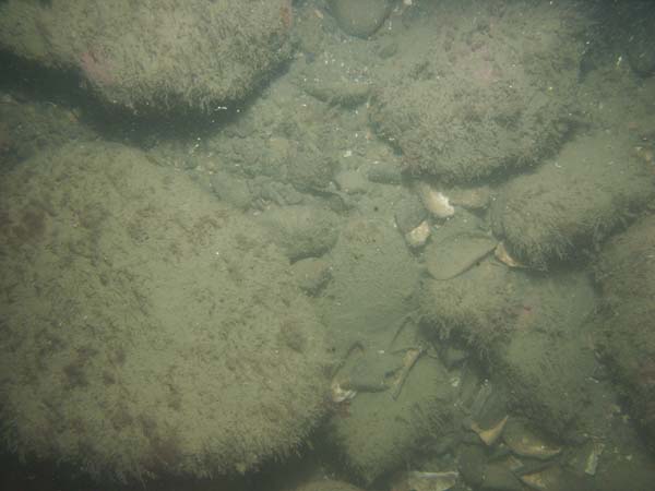 Image of sea bottom photo.