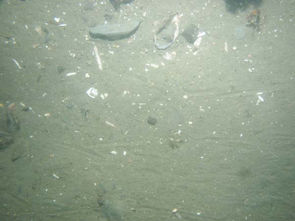 Image of sea bottom photo.