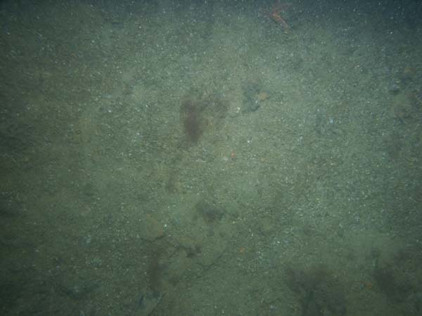 Image of sea bottom photo.