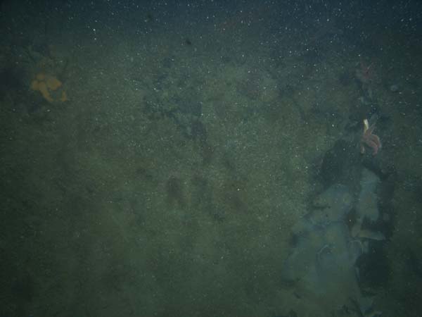 Image of sea bottom photo.