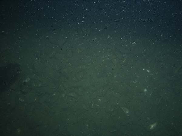 Image of sea bottom photo.