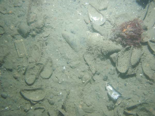 Image of sea bottom photo.