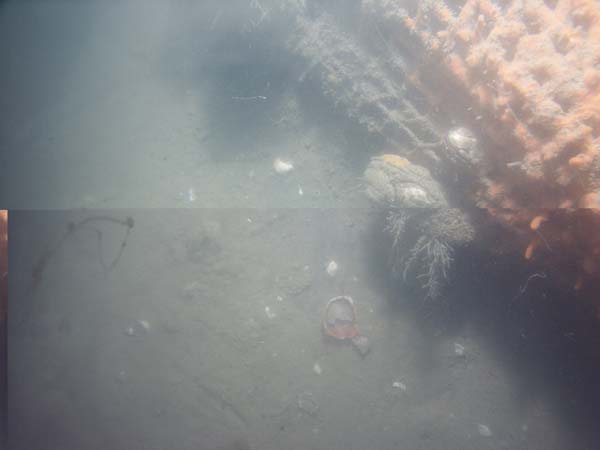 Image of sea bottom photo.