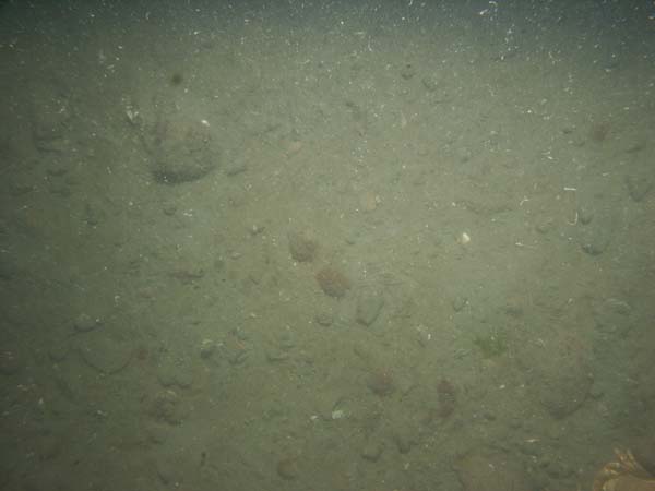 Image of sea bottom photo.