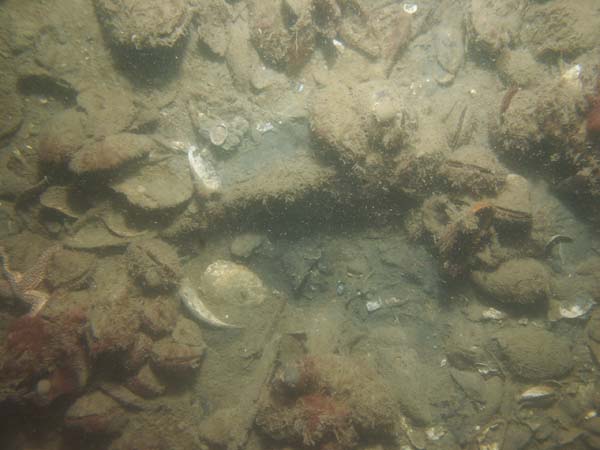 Image of sea bottom photo.