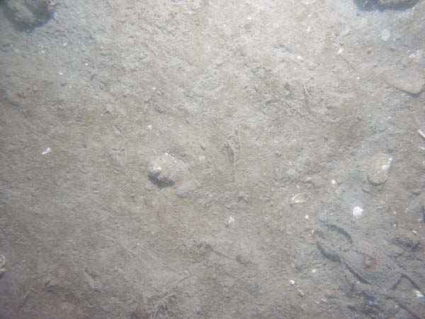 Image of sea bottom photo.