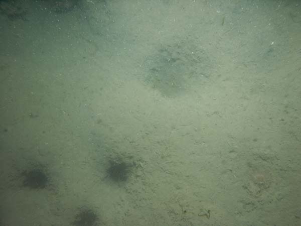 Image of sea bottom photo.