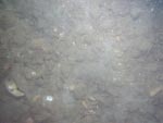 sea-floor photo