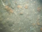 sea-floor photo