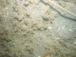 sea-floor photo