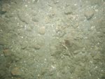 sea-floor photo