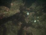 sea-floor photo