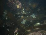 sea-floor photo