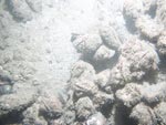 sea-floor photo