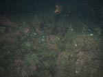 sea-floor photo