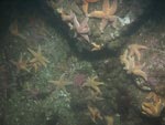 sea-floor photo