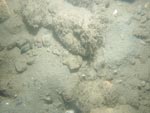 sea-floor photo