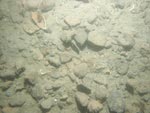 sea-floor photo