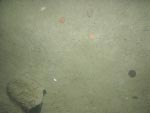 sea-floor photo