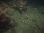 sea-floor photo