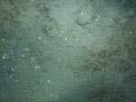 sea-floor photo