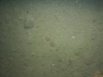 sea-floor photo