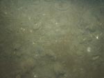 sea-floor photo