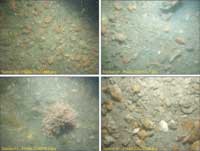 Fig. 4.11. Photographs of the sea floor in areas near Peddocks Island.
